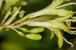 Southern bush honeysuckle